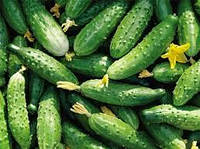 Календарный план робот по защите огурцов