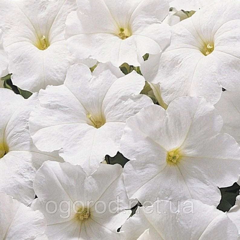 Насіння петунія Supercascade 1000 шт грандифлора Pan American White, фото 1