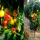 Саджанці Персика Роман - колоновидний, ранній, зимостійкий, фото 2