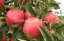 Яблуня Горець (Джонагоред), фото 2