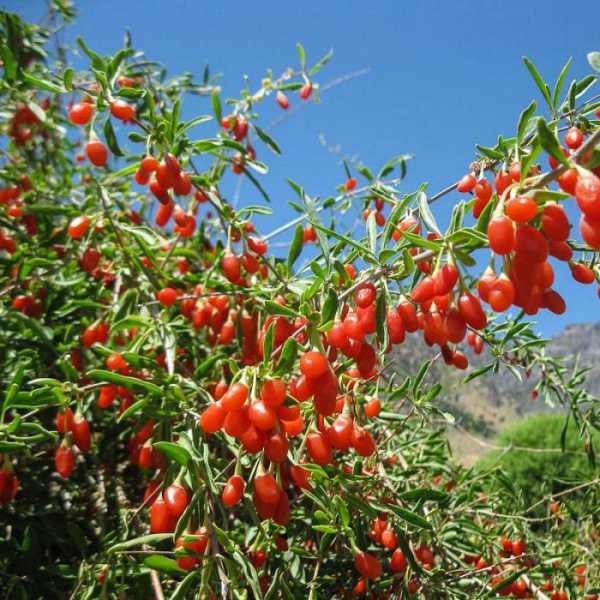 Годжі Цукровий Гігант, контейнер 2роки, фото 1