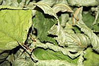 Ліщини листя 100 грам