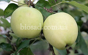 Яблуня Білий Налив, фото 2
