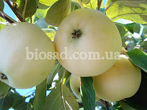 Яблуня Білий Налив, фото 2
