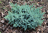 Ялівець лускатий Блю Стар С2 (Juniperus squamata Blue Star)