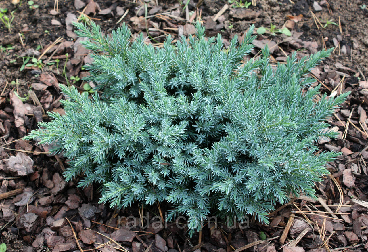 Можжевельник чешуйчатый Блю Стар С2 (Juniperus squamata Blue Star) - фото 1 - id-p1236464941