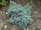 Ялівець лускатий Блю Стар С2 (Juniperus squamata Blue Star), фото 2