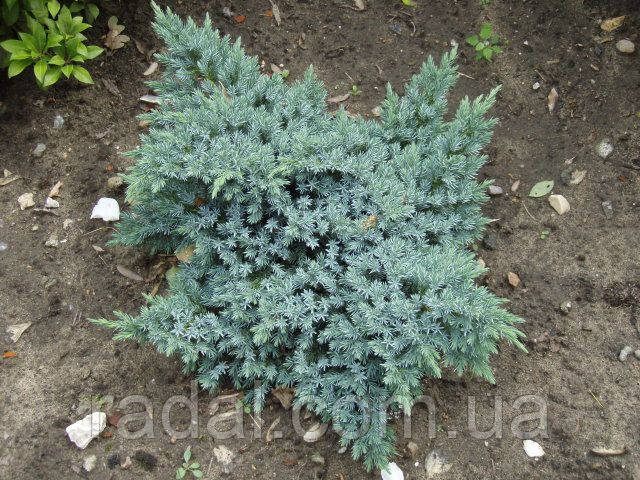 Можжевельник чешуйчатый Блю Стар С2 (Juniperus squamata Blue Star) - фото 2 - id-p1236464941