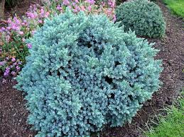 Можжевельник чешуйчатый Блю Стар С2 (Juniperus squamata Blue Star) - фото 3 - id-p1236464941