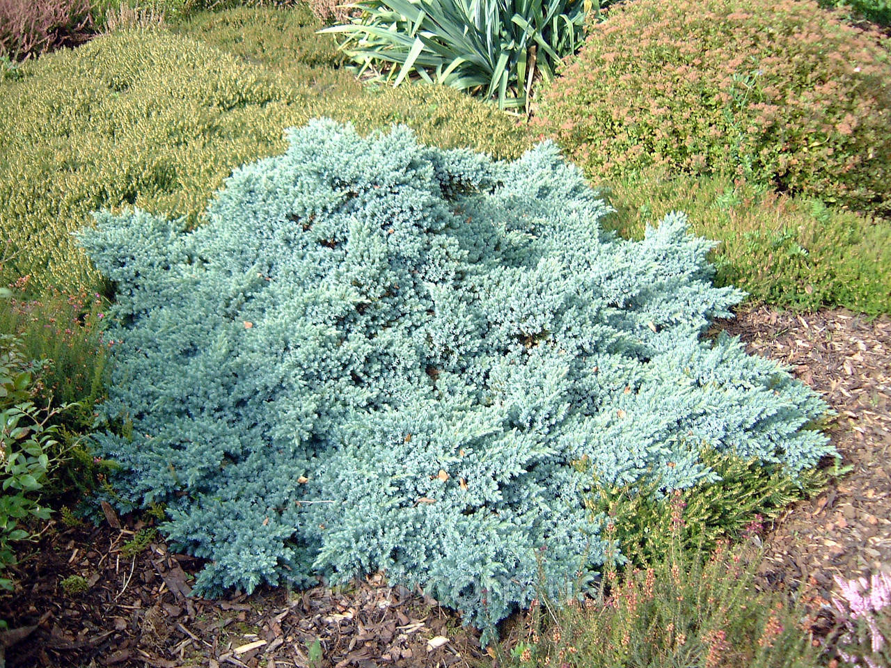 Можжевельник чешуйчатый Блю Стар С2 (Juniperus squamata Blue Star) - фото 4 - id-p1236464941