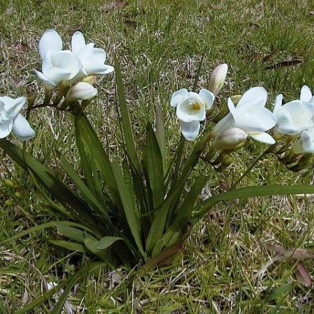 Фрезия простая белая White (Вайт) 100 луковиц/уп.