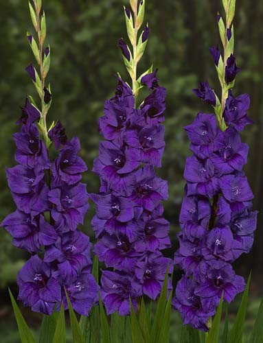 Гладіолус Purple Flora (Пурпл Флора) цибулини 14/+ оптом 30 шт./уп.