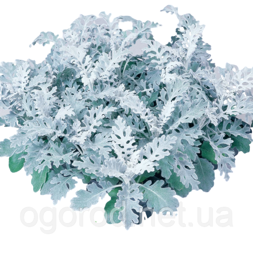 Цинерария Silverdust 500 шт Benary Германия