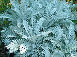 Цинерария Silverdust 500 шт Benary Германия, фото 5