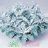 Цинерария Silverdust 500 шт Benary Германия, фото 6