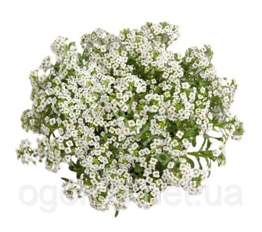 Аліссум Giga White Benary Німеччина 10000 шт