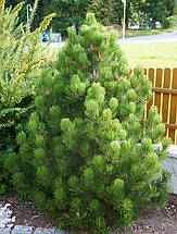 Сосна білокора Малінкі / h 40-50 / Pinus leucodermis Malinki, фото 5