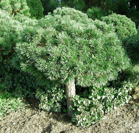 Сосна гірська на штамбі Грюне Велле / h 75-95 / Pinus Grüne Welle, фото 2