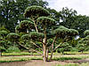 Сосна звичайна Ватерері / h 80 / Pinus sylvestris Watereri, фото 9