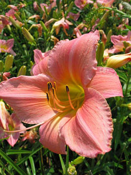 Лілейник Pink Damask (Пінк Дамаск)