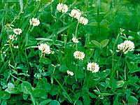 Семена Клевер (декоративный) белый ползучий "Rivindell" 1кг микро-клевер низкорослый многолетний