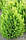 Кіпарисовик Лавсона Alumigold 3 річний / Кипарисовик Лавсона Алюмиголд / Chamaecyparis Lawsoniana Alumigold, фото 3