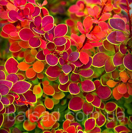 Барбарис тунберга Оранж Санрайз / Berberis Orange Sunrise, фото 1