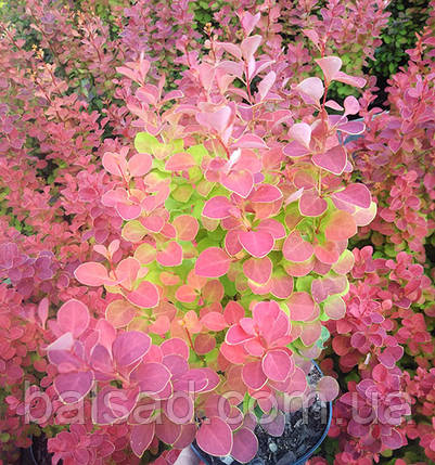 Барбарис тунберга Оранж Санрайз / Berberis Orange Sunrise, фото 3