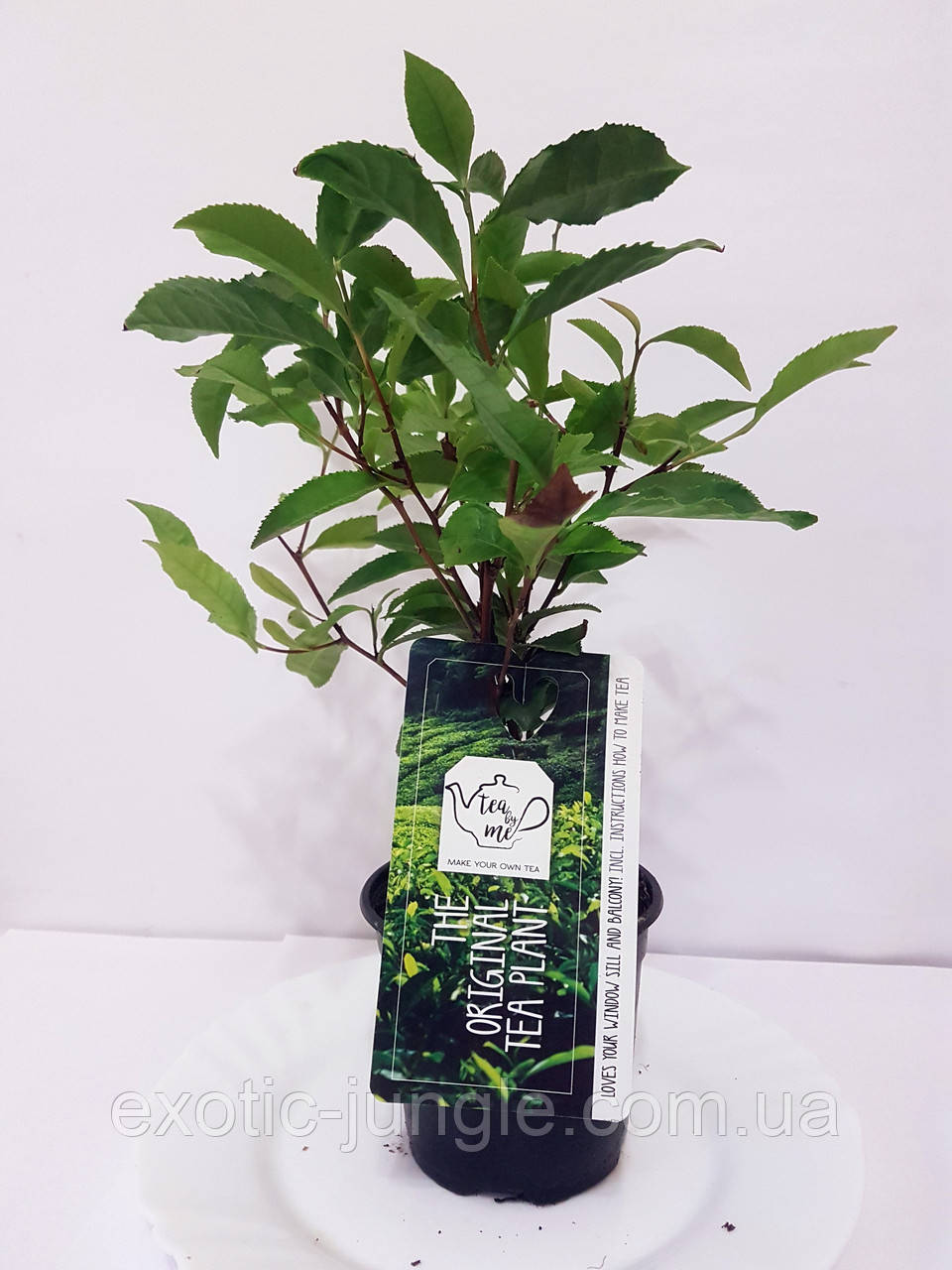 Чайний кущ (Camellia sinensis) 50-60 см. Кімнатний