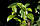 Чайний кущ (Camellia sinensis) 40-50 см. Кімнатний, фото 4
