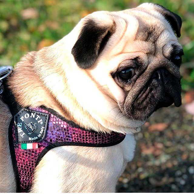 Шлея Tre Ponti Fashion Python Purple, размер XXS №1(1-3 kg) - фото собаки Шлея Tre Ponti Fashion Python Purple, размер XXS №1(1-3 kg) - фото собаки