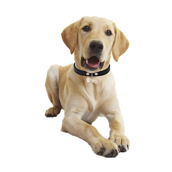 Медальйон-адресник на нашийник для хатніх тварин Manulife Кістка Gold 5*2,8*0,2 1 шт.