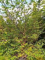 Граб обыкновенный Carpinus betulus C160L h400