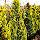 Саджанці Кипарисовика Лавсона Стардаст (Chamaecyparis lawsoniana Stardust) Р9, фото 3