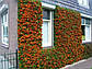 Піраанта Orange Glow (С3), фото 3