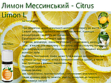 Ефірна олія Лимон Швейцарія, фото 4