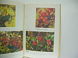 Кошев А.К., Смирняків Ю.І. Лісові ягоди (б/у)., фото 7