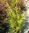 Саджанці Туї складчастої Данієлов (Thuja plicata Daniellow) Р9, фото 3