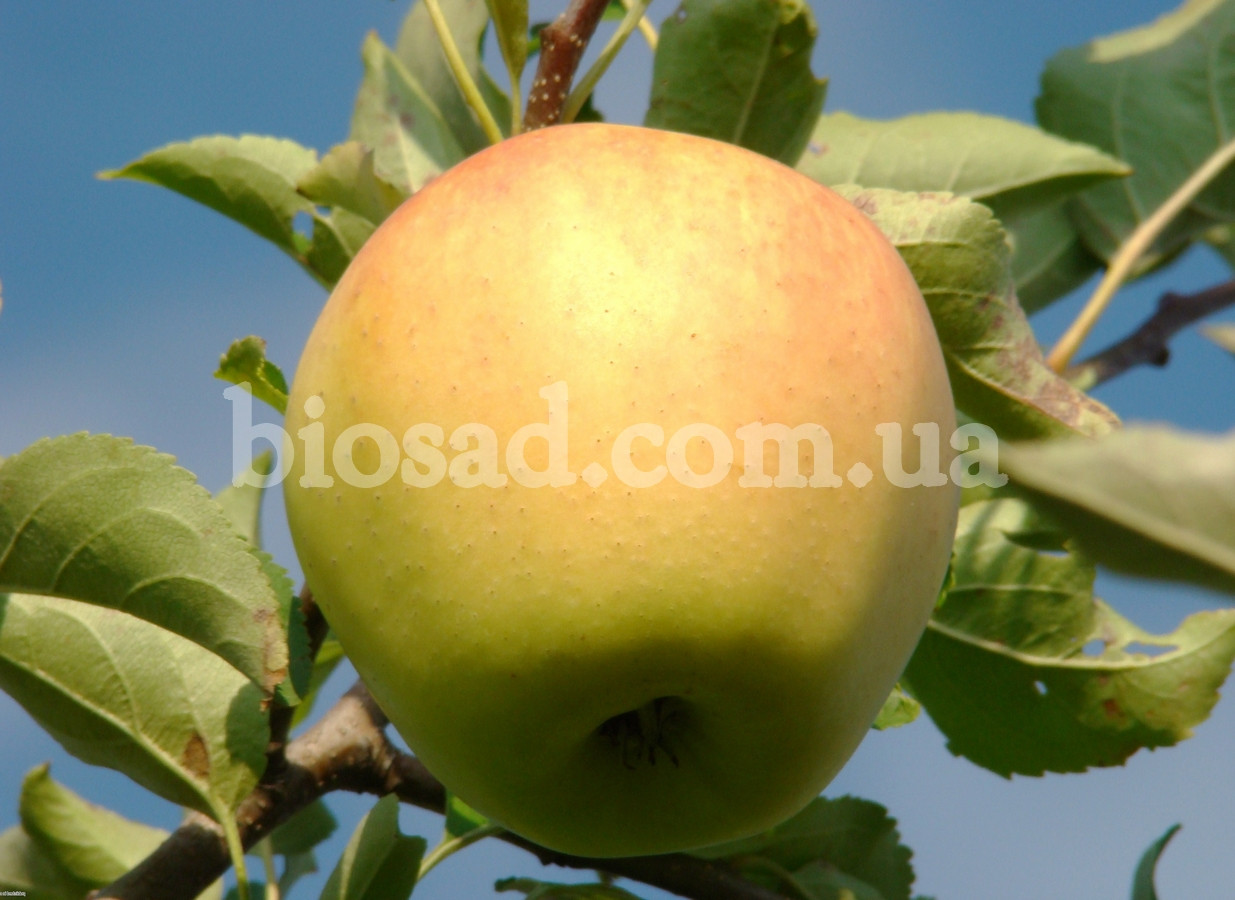 Яблуня Голден Делішес (Golden Delicious)