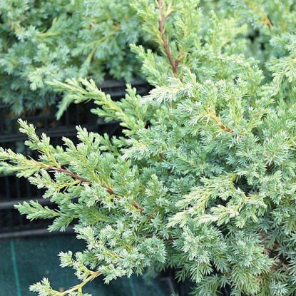 Саджанці Ялівцю лускатого Ханнеторп (Juniperus squamata Hunnetorp) Р9
