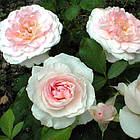 Саджанці кущової троянди Морден Блаш (Rose Morden Blush), фото 3