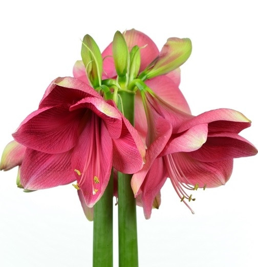 Амариліс Adele (Адель)