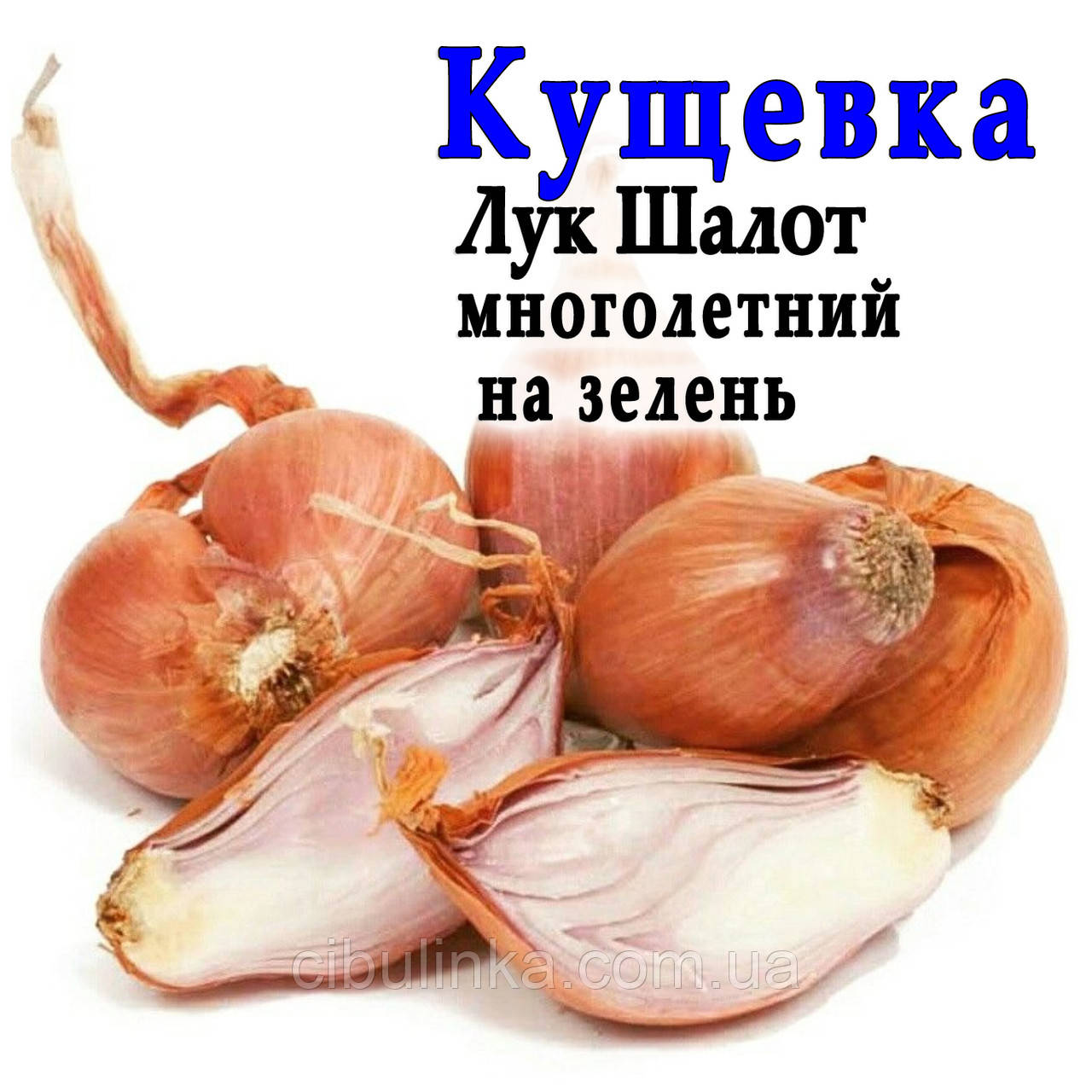 Лук совок Кущівка довгий, 1 кг