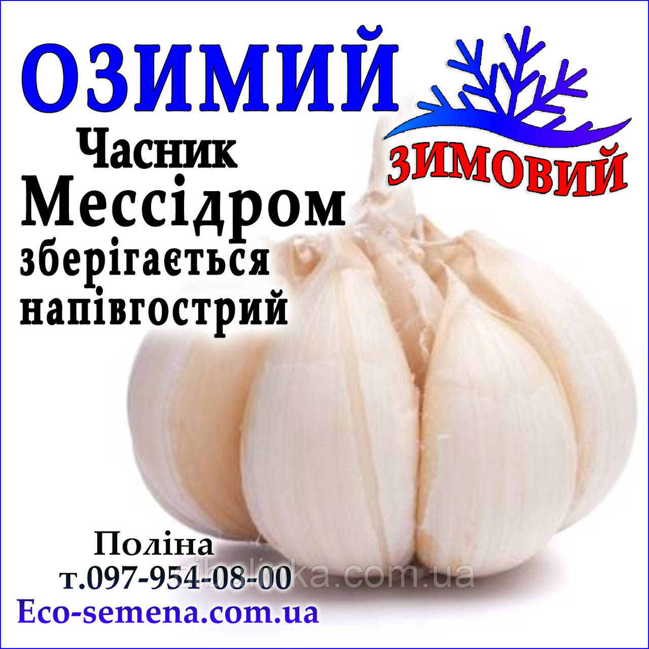 Часник севок озимий Мессидром (Messidrom), Франція, 0.3 кг