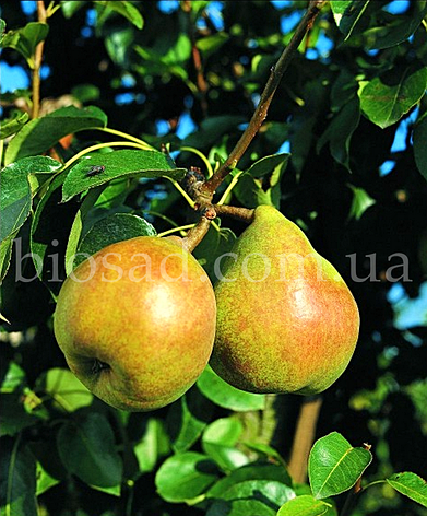 Груша Дюшес (Duchesse), фото 1