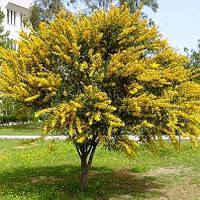 Карагана древовидная, акация жёлтая 'Lorbergii' (Caragana arborescens Lorbergii)