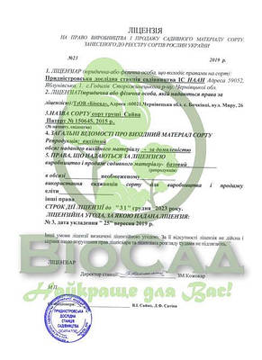 Груша Сайва, фото 4