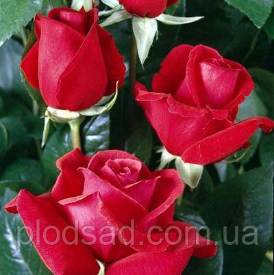 Троянда чайно-гібридна Tinto