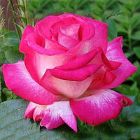 Саженцы розы "Роз Гожар"