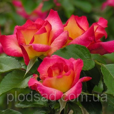 Троянда чайно-гібридна Френдлі